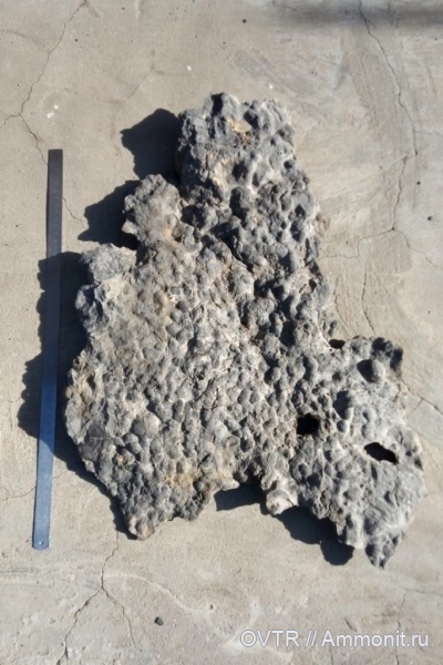 брахиоподы, криноидеи, каменноугольный период, Carboniferous, ругозы, Донбасс