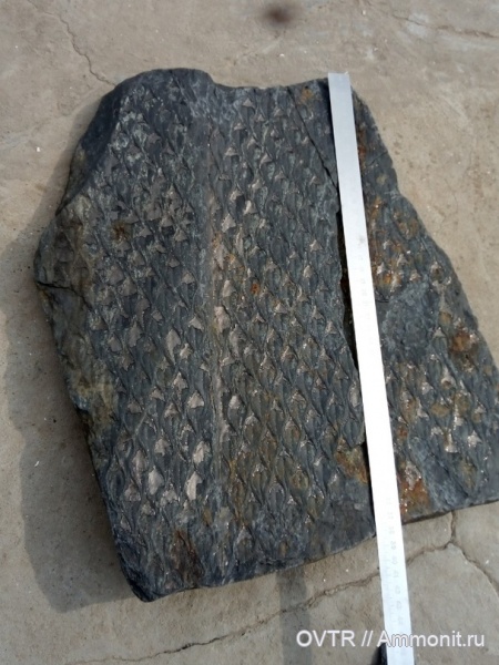 каменноугольный период, Carboniferous, лепидодендрон, Донбасс, Lepidodendron
