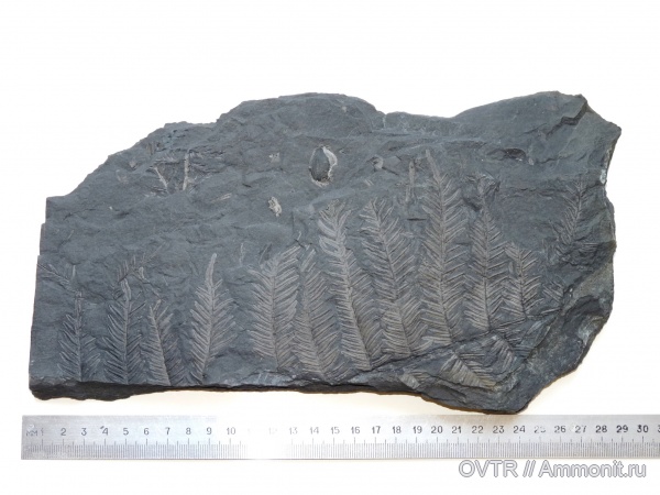 каменноугольный период, Carboniferous, Донбасс, птеридоспермы, Alethopteris, Trigonocarpus