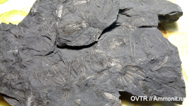 каменноугольный период, Carboniferous, Донбасс, птеридоспермы, Alethopteris, Trigonocarpus, семязачаток