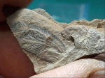 Крыло таракана каменноугольного периода