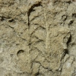 след или отпечаток на песчанике(фрагмент)