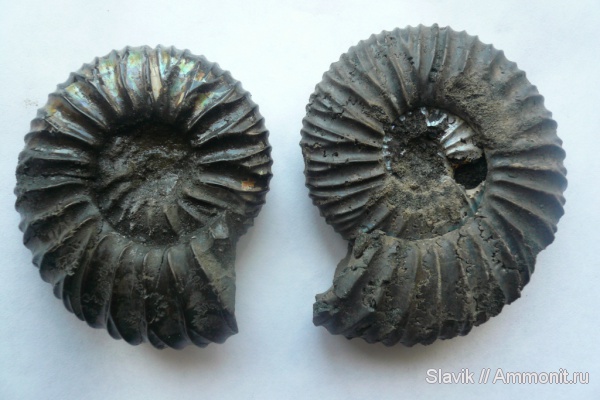 аммониты, юра, Virgatites, Еганово, Virgatites pallasianus, Ammonites, Jurassic