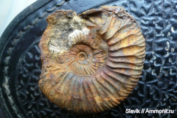 аммониты, юра, Zaraiskites, Ammonites, Jurassic