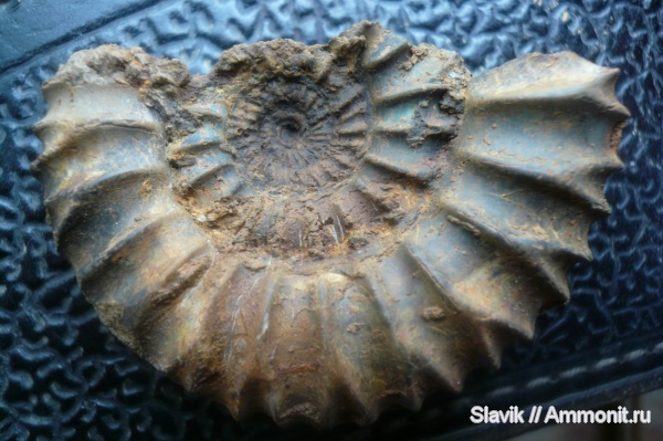 аммониты, юра, Pavlovia, Ammonites, Jurassic
