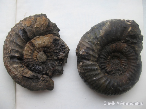 аммониты, юра, Москворечье, Dorsoplanites panderi, Ammonites, Jurassic
