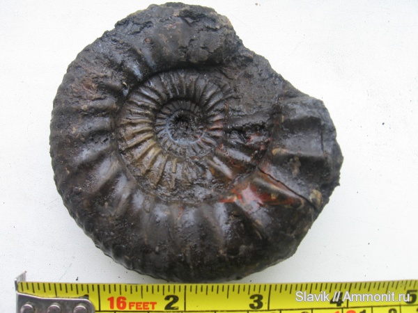 аммониты, юра, Москворечье, Dorsoplanites, Dorsoplanites dorsoplanus, Ammonites, Jurassic