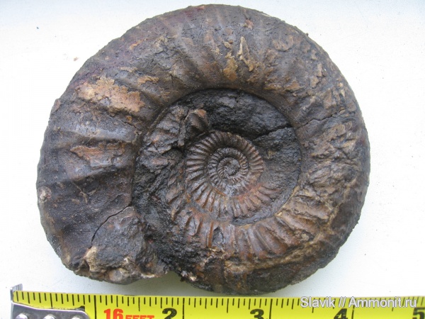 аммониты, юра, Москворечье, Dorsoplanites, Dorsoplanites panderi, Ammonites, Jurassic