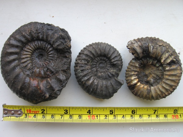 аммониты, юра, Москворечье, Dorsoplanites, Dorsoplanites panderi, Dorsoplanites dorsoplanus, Pavlovia pavlovi, Капотня, Ammonites, Jurassic
