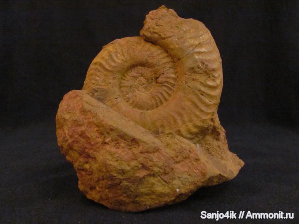 аммониты, юра, головоногие моллюски, Ammonites, Ludwigia, Graphoceratidae, Ludwigia murchinsonae, Jurassic