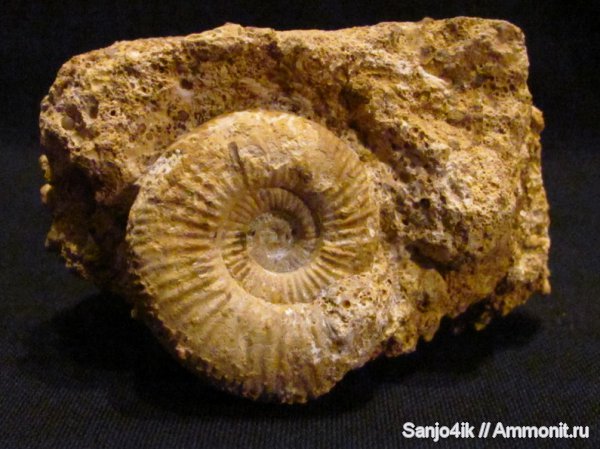 аммониты, юра, головоногие моллюски, Ammonites, Jurassic