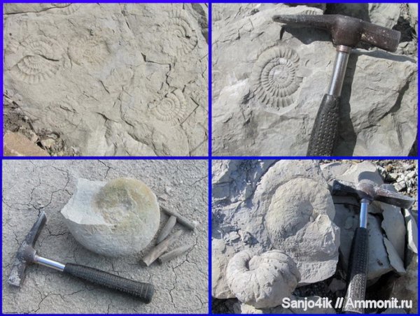 аммониты, юра, наутилусы, головоногие моллюски, Ammonites, Jurassic