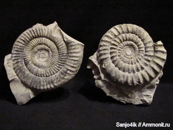 аммониты, юра, Ammonites, Arietites, Jurassic