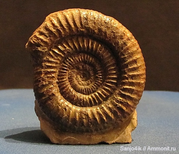 аммониты, юра, Dactylioceras, Ammonites, Dactylioceras commune, Dactylioceratidae, Jurassic