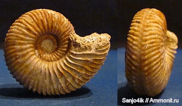 аммониты, юра, Stephanoceratidae, Ammonites, Garantiana, Garantiana garantiana, Jurassic