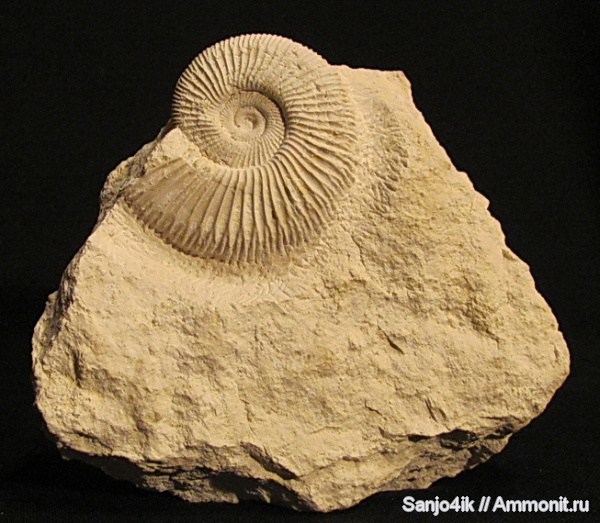 аммониты, юра, Perisphinctes, Ammonites, Jurassic
