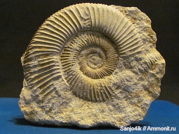 аммониты, юра, Perisphinctes, Ammonites, Jurassic