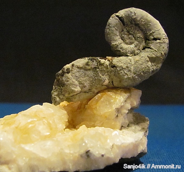 аммониты, юра, Ammonites, Pictetia, Jurassic