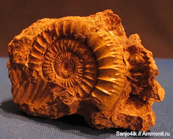 аммониты, юра, Choffatia, Ammonites, Jurassic