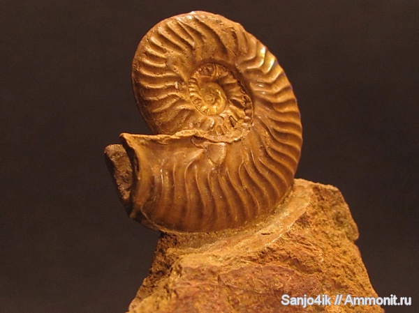аммониты, юра, ушки, устье, Ammonites, Ludwigia, Graphoceratidae, Microconchs, lappets, Jurassic
