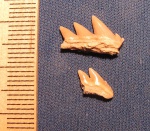 Акульи зубы (2)