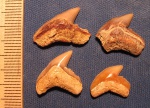 Акульи зубы (3)