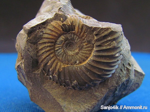 аммониты, юра, Parkinsonia, Ammonites, Jurassic