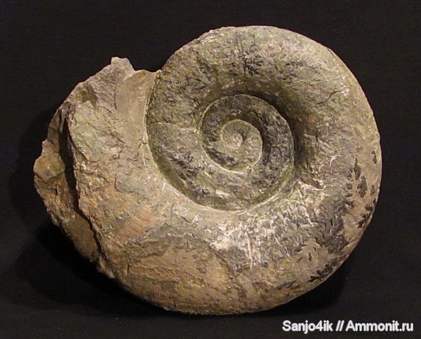аммониты, юра, Ammonites, Lytoceratina, Jurassic