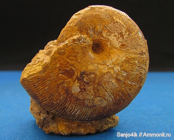 аммониты, мел, Euphylloceras, Ammonites, Cretaceous