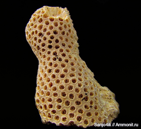 неоген, кораллы, миоцен, Scleractinia, Tarbellastraea