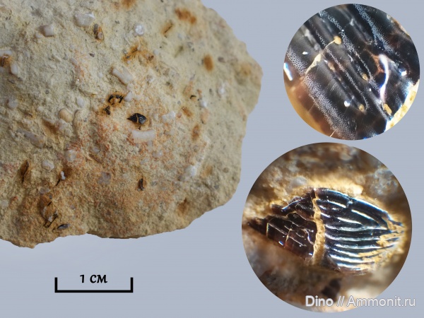карбон, рыбы, чешуя, Palaeonisciformes, костные рыбы