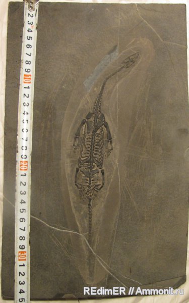 Морские рептилии Keichousaurus hui
