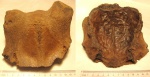 Фрагмент черепа благородного оленя Cervus elaphus