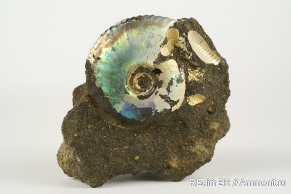 аммониты, юра, Craspedites, Ammonites, Jurassic