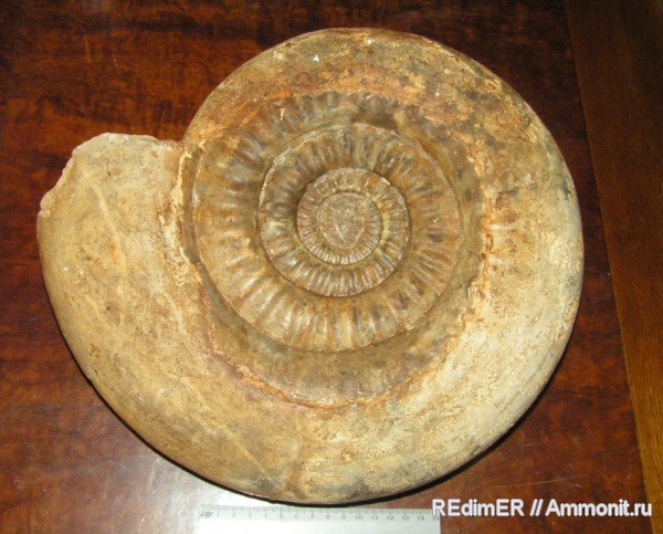 аммониты, юра, Рязанская область, Ammonites, Jurassic