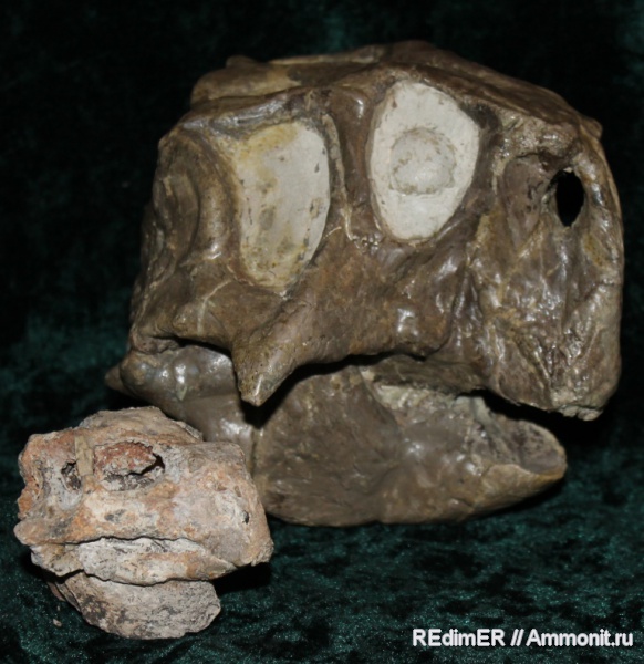мел, Psittacosaurus, Psittacosaurus meileyingensis, Cretaceous