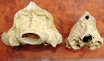 Затылочные части двух представителей плейстоценовой мегафауны