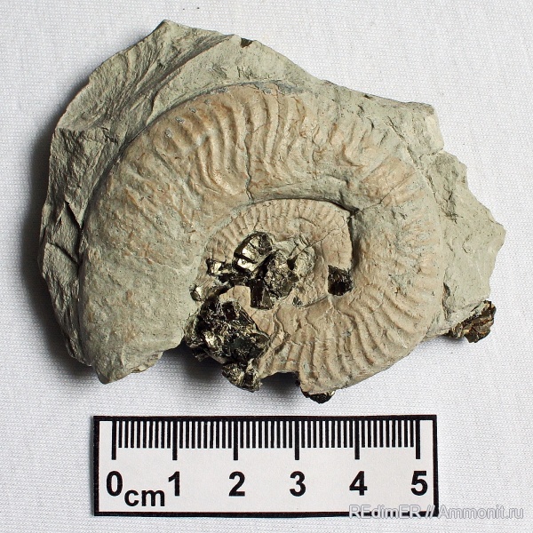 аммониты, Pseudogrammoceras, Ammonites, обрастание аммонитов