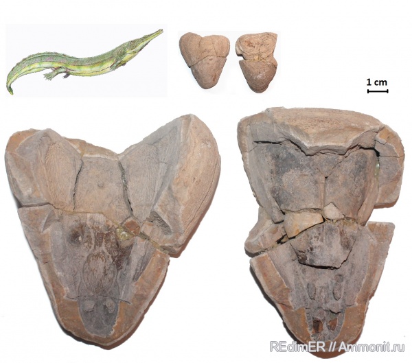 триас, Мадагаскар, Trematosaurus, Trematosauridae, Tertremoides, Tertremoides madagascariensis