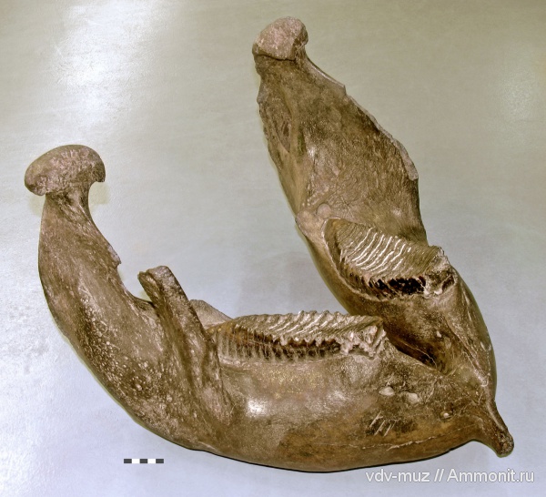 мамонты, плейстоцен, четвертичный период, Mammuthus primigenius, Mammuthus