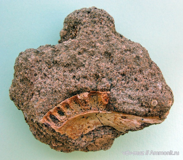 триас, лабиринтодонты, бентозух, Benthosuchus sushkini, Triassic