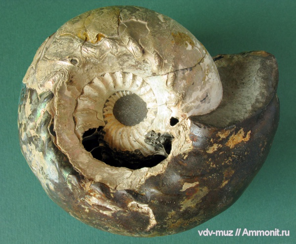 аммониты, Cadoceras, Cadoceras elatmae, Ammonites
