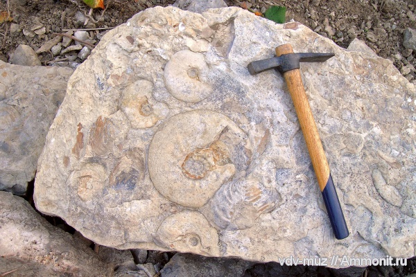 аммониты, Kachpurites, Kachpurites fulgens, Craspedites, Ammonites, Volgian