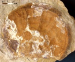 Створка крупного двустворчатого моллюска,  предположительно гребешка