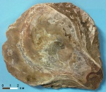 Устрица - Platygena asiatica (?). внутренняя сторона