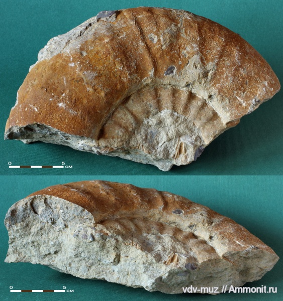 Dorsoplanites, волжский ярус, Самарская область, титон, Tithonian, Volgian