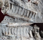 Наутилоидеи ископаемые Самарской области