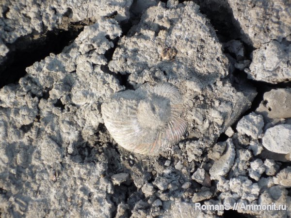 аммониты, Quenstedtoceras, Саратовская область, Ammonites, места находок