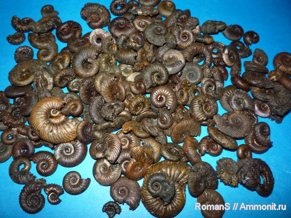 аммониты, Kosmoceras, Quenstedtoceras, Дубки, Eboraciceras, Vertumniceras, Саратовская область, Ammonites