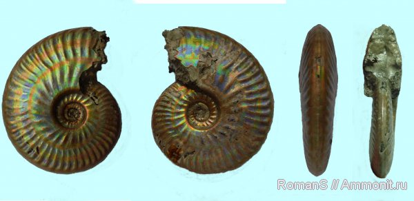 аммониты, юра, прижизненная окраска, Sublunuloceras, Дубки, Hecticoceratinae, Саратовская область, Ammonites, Jurassic